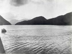Alaska salmon roundup - Purse seining is an important method of taking salmon in the deep, swift waters of Alaska Image
