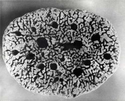 Key yellow sponge - Specimen from Florida Image