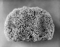 Wire sponge - Specimen from Florida Image