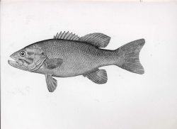 Drawing of bass Photo