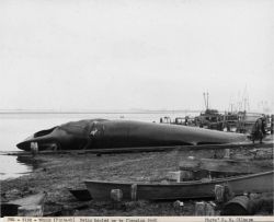 Finback whale being hauled up to flensing deck. Image