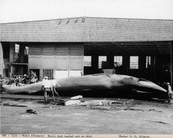 Finback whale just hauled out to flensing deck. Image