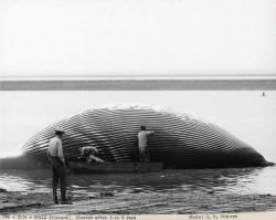 Dead finback whale bloated after five or six days. Image