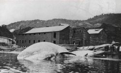 Whale carcasses prior to being taken to flensing deck. Image
