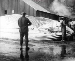 Flensing operations at Akutan Whaling Station. Image