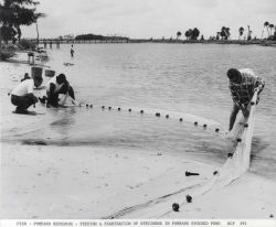 Feeding and examination of pompano specimens in stocked pond at Fort De Soto Park. Image