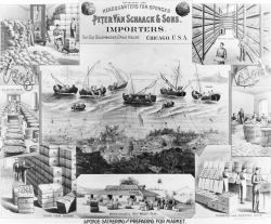 Advertisement for Peter Van Schaack and Sons, Sponge Importers based out of Chicago. Image