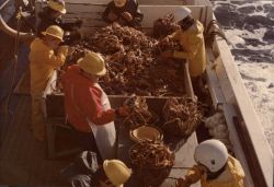 Is that Starfishes caught? Image