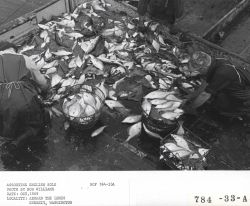 Sorting English sole aboard the fishing vessel LEMES Image