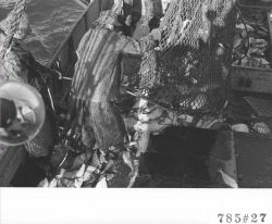 Dumping cod end of trawl net on deck while fishing for English sole Image