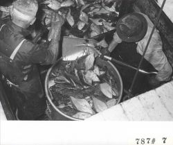 Shoveling fish into buckets for offloading F/V LEMES and processing at Everett Fish Company Image