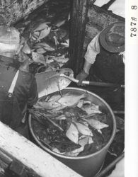 Shoveling fish into buckets for offloading F/V LEMES and processing at Everett Fish Company Image