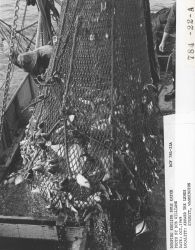 Dumping English sole catch on deck for sorting aboard F/V LEMES Image