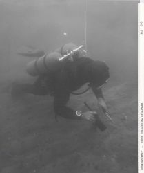 Diver collecting specimens and observing bottom organisms Image
