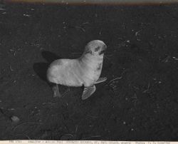 Albino fur seal pup at Gorbatch Rookery Image