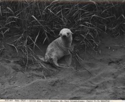 Albino fur seal pup at Kitovi Rookery Image