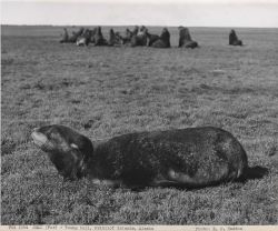Young bull Image