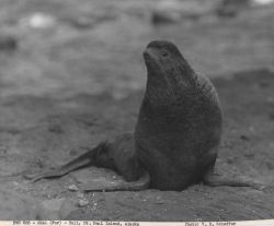 Fur seal bull Image