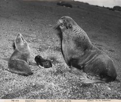 Fur seal bull, cow, and pup Image