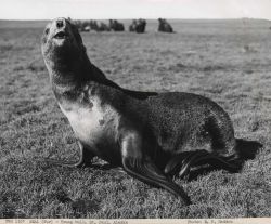 Young bull fur seal Image