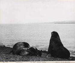 Fur seal bull, cow, and pup Image