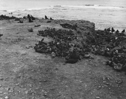 Fur seal harems at Polovina Point Image