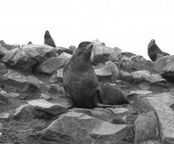 Idle bull fur seals Image