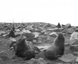Idle bull fur seals at Gorbatch Rookery - cows starting to come ashore for Image