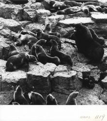 Harem with large fur seal bull and many cows Photo