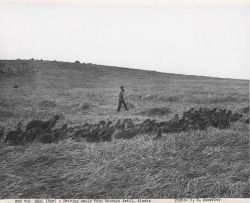 Driving seals from Starays Artil to the killing ground Image