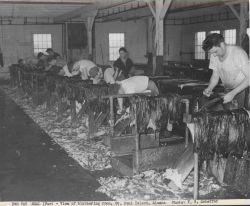 A view of the blubbering room - where the blubber is removed from the fur seal skins. Image