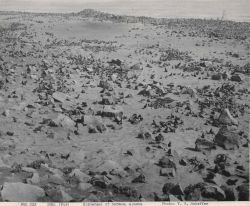 Dispersal of harems following breeding Image