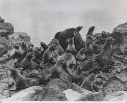 Fur seal harem Image