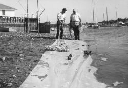 A polyethylene sheet serves as a support spread on soft, muddy bottom for oyster shells. Image