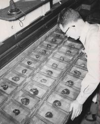 Spawning of individual oysters to select race most suitable for pond propagation Image