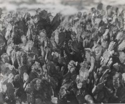 Where spawning conditions are good, oysters in their natural state will attach themselves, one generation on top of another, until great ridges of the Image
