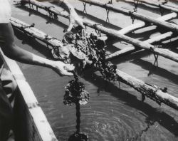 European oysters artificially propagated at the Onagawa Laboratory of Tohoku University are suspended below rafts to determine growth and survival Image