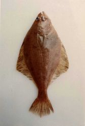 Flathead sole Image