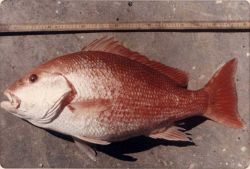 A 75-cm (approximately 2 feet) long red snapper on deck. Image