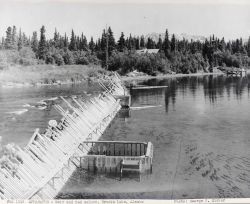 Fish weir and red salmon at Brooks Lake Image
