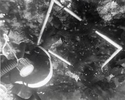 Diver of the BCF Auke Bay Biological Laboratory examining sea plants and animals inside the perimeter of a study plot Image