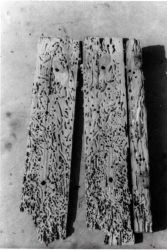 Section of damaged piling, split lengthwise, showing numerous shipworm burrows Image