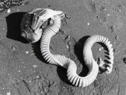 Knobbed whelk laying eggs Image