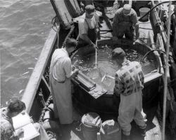 Whiting tagging (probably on ALBATROSS III) Image