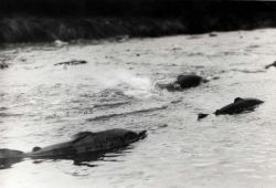 Dog salmon spawning in stream at the head of Hood Bay. Image