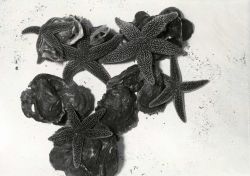 Starfish feeding on young oysters Image