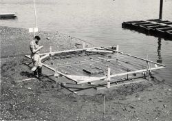 Experimental chemical barrier constructed in intertidal zone in Milford Harbor Strings over the bottom were needed to keep sea gulls away from the ani Image