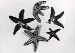 Starfish injured by particles of lime which either fall on their surfaces or over which they crawl. Image