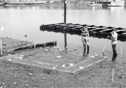 Disintegrated starfish affected by a chemical found to be effective against them . Image