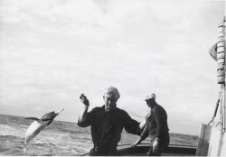 Albacore being brought aboard FWS vessel JOHN N Image
